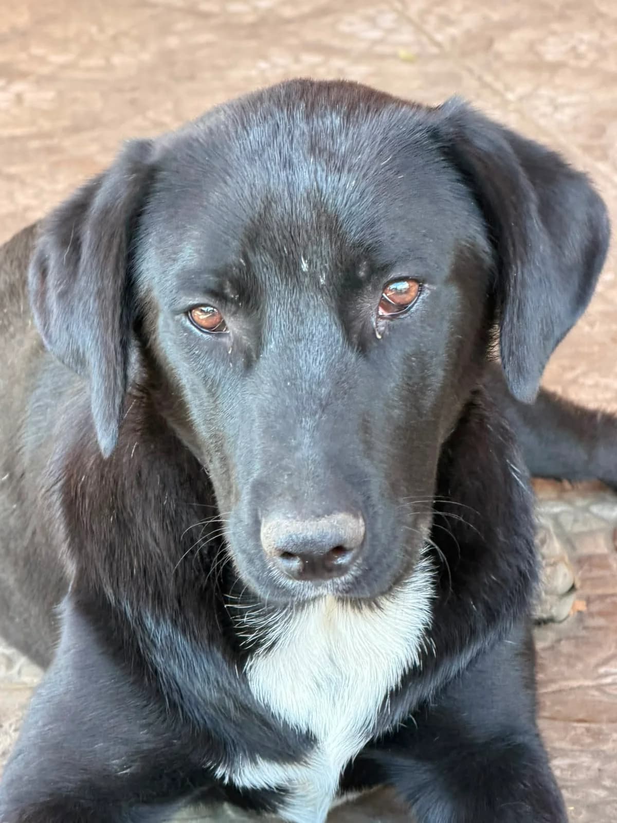 Bali,  puppy Mixed Breed for adoption at Hope for Future e.V.