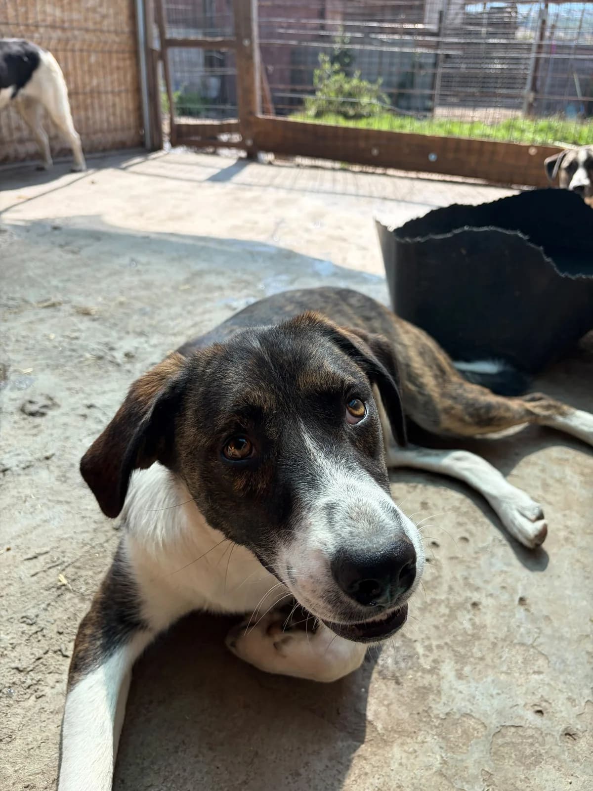 Banjo, male puppy Mixed Breed for adoption at Hope for Future e.V.