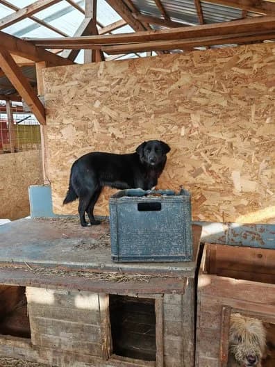 Barani, 6yo Mixed Breed for adoption at Hope for Future e.V.