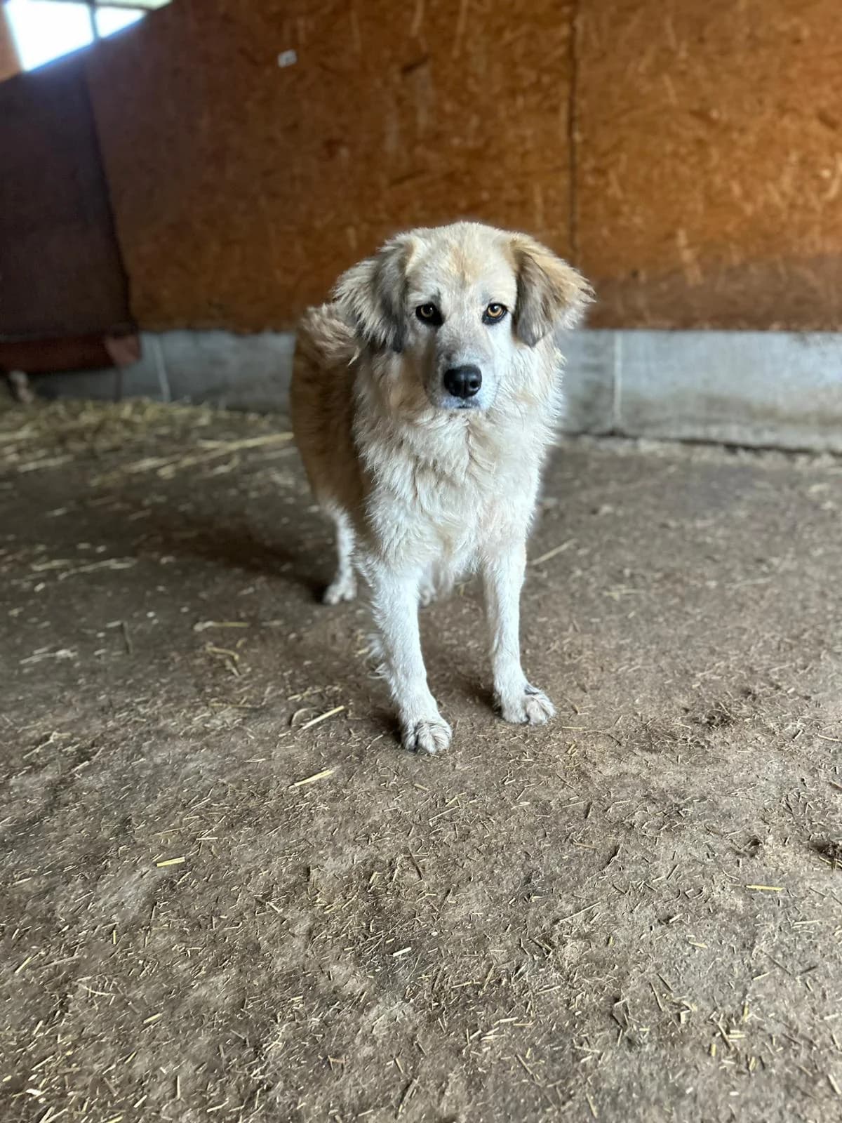 Bastian,  3yo Mixed Breed for adoption at Hope for Future e.V.