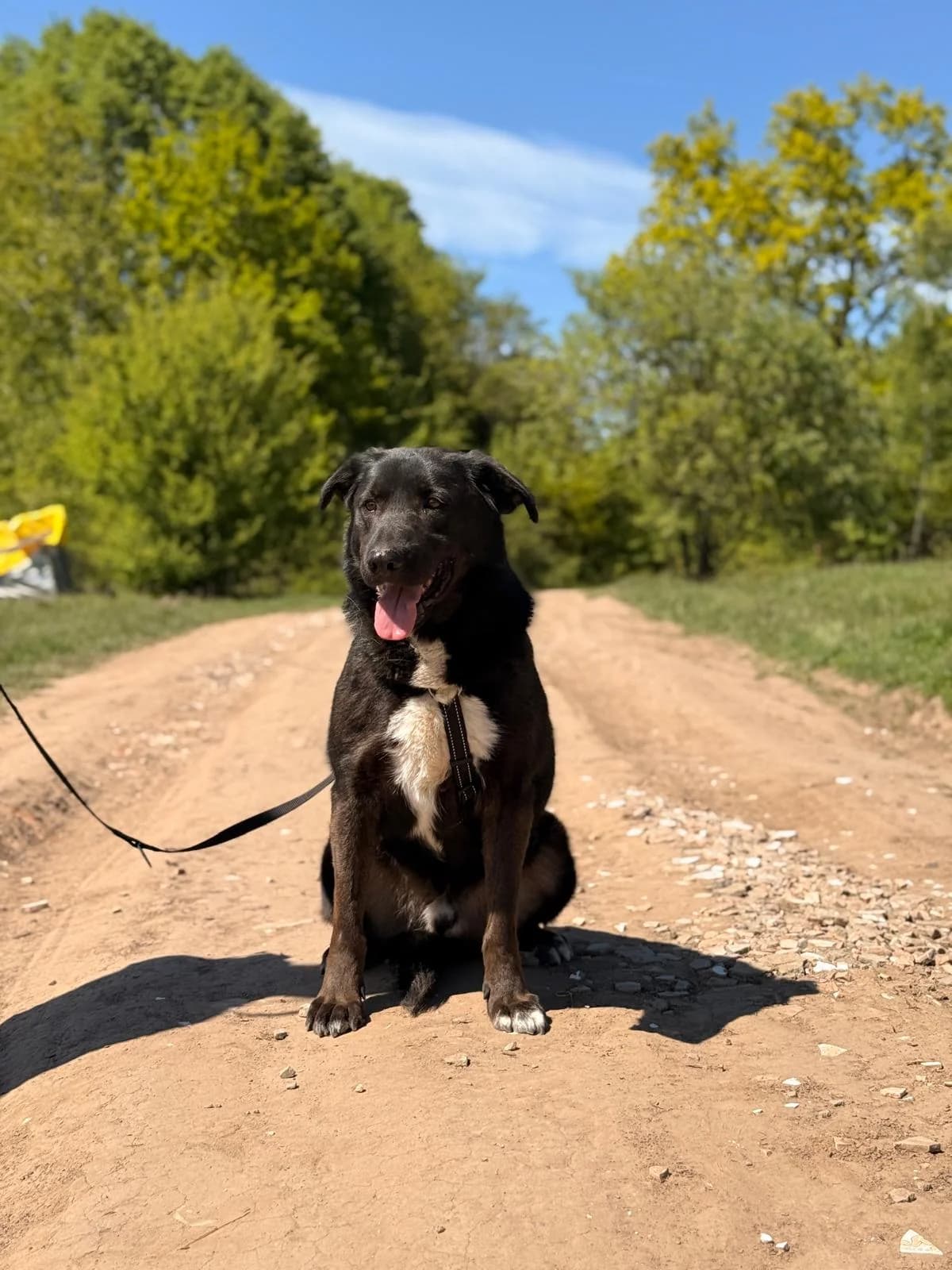 Batu, male 5yo Mixed Breed for adoption at Hope for Future e.V.