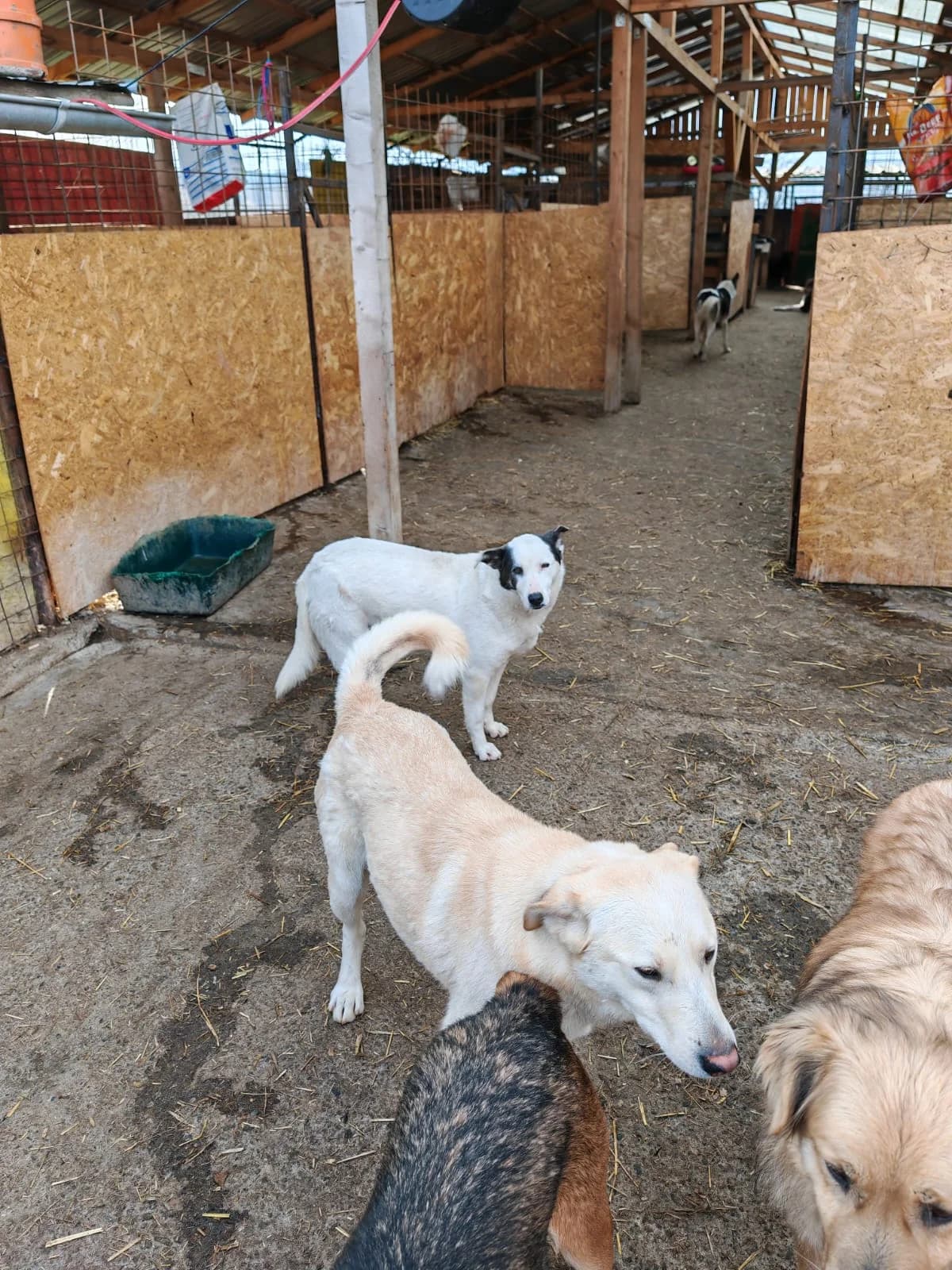 Belana, female senior Mixed Breed for adoption at Hope for Future e.V.