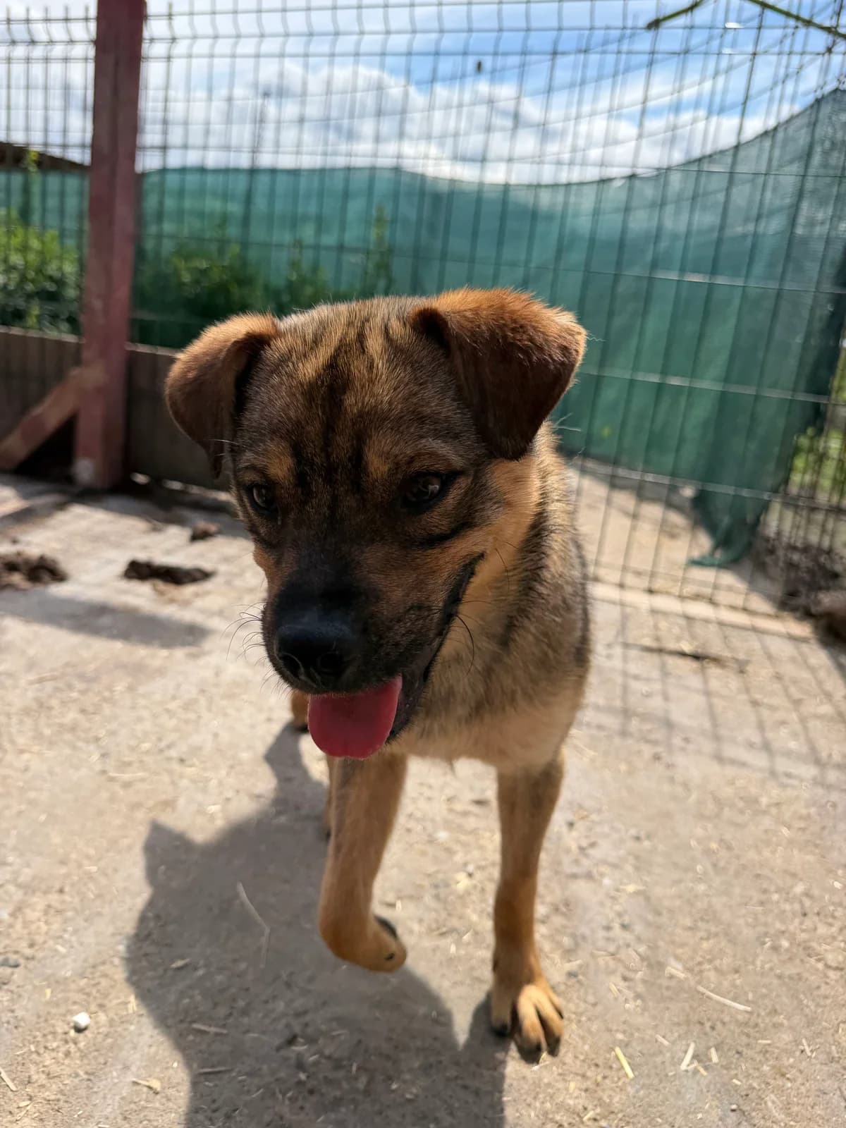 Bento, male young Mixed Breed for adoption at Hope for Future e.V.