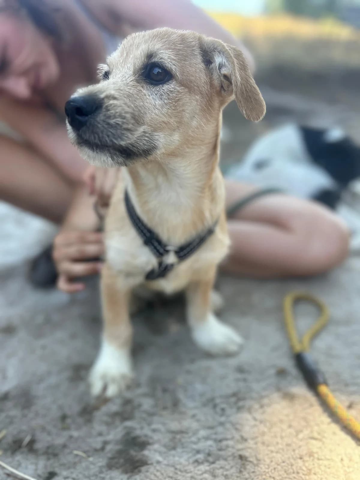 Beon, male puppy Mixed Breed for adoption at Hope for Future e.V.