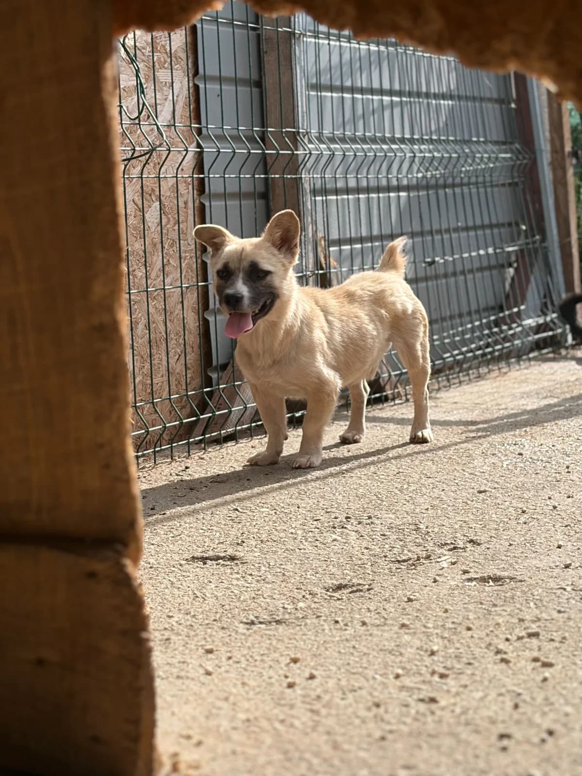Bing, male 3yo Mixed Breed for adoption at Hope for Future e.V.
