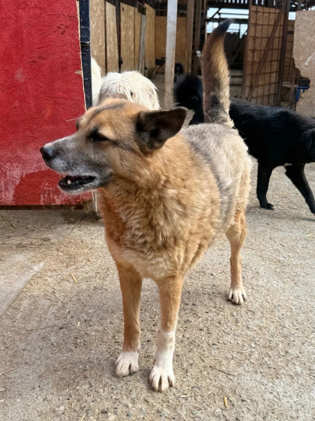 Blake, male senior Mixed Breed for adoption at Hope for Future e.V.