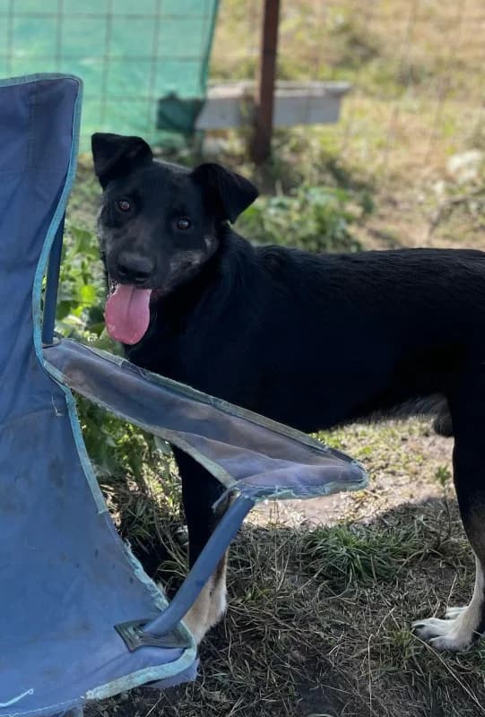 Bourbon, male 3yo Mixed Breed for adoption at Hope for Future e.V.