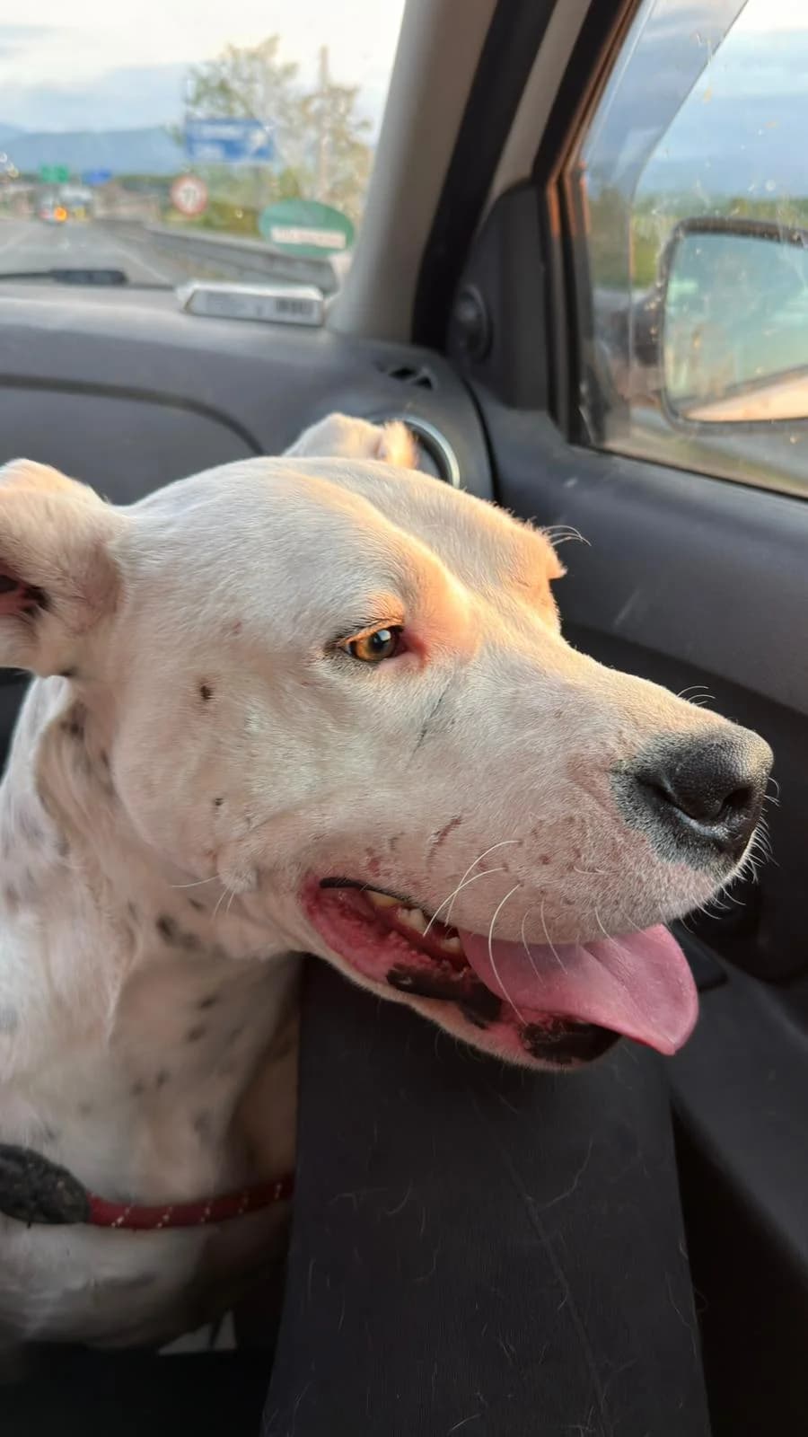 Bravo, male young Mixed Breed for adoption at Hope for Future e.V.