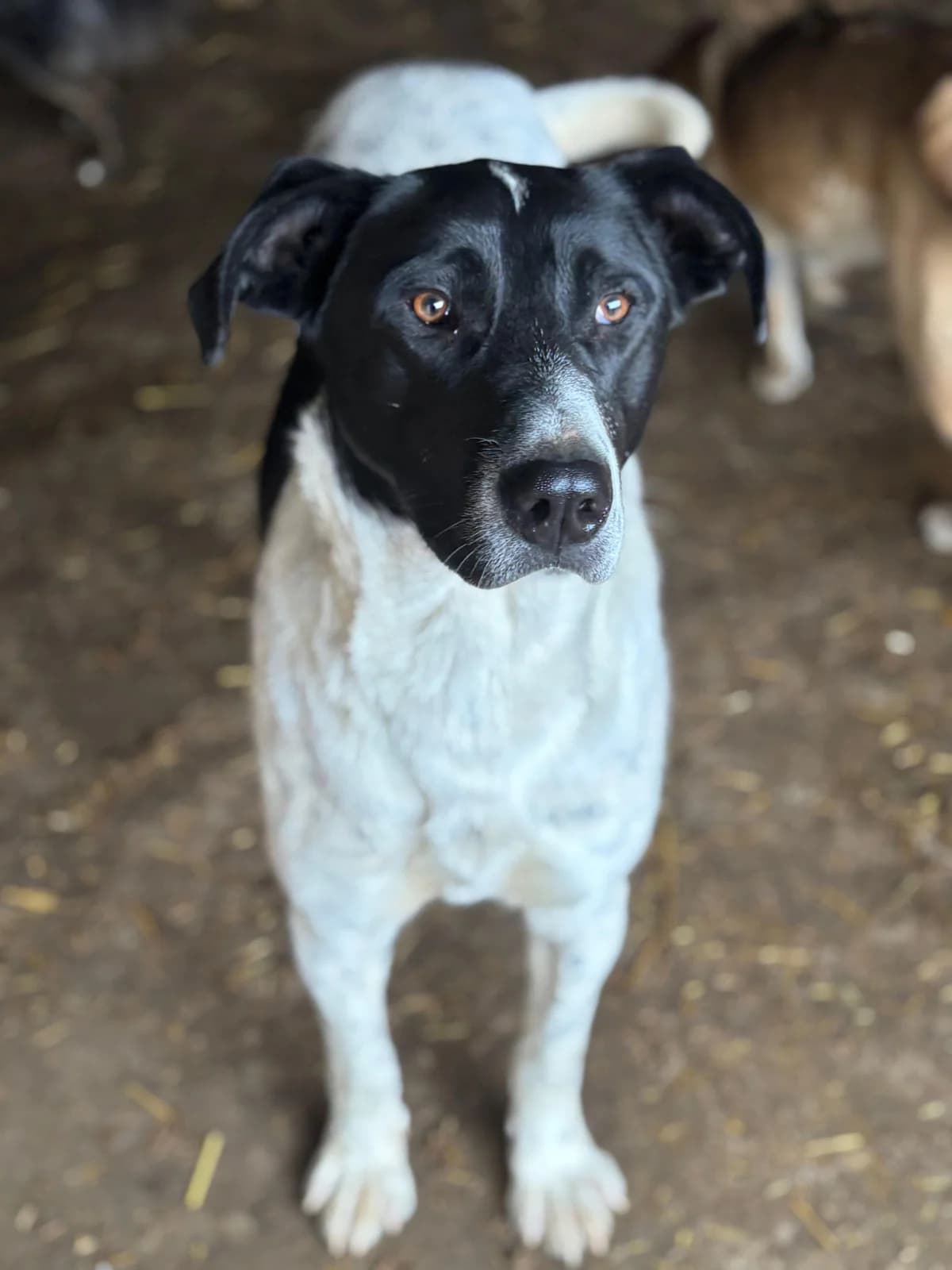 Bria, female young Mixed Breed for adoption at Hope for Future e.V.