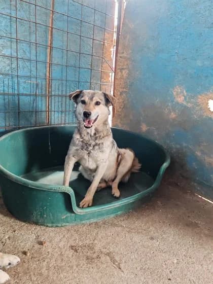 Bruno, male 6yo Mixed Breed for adoption at Hope for Future e.V.
