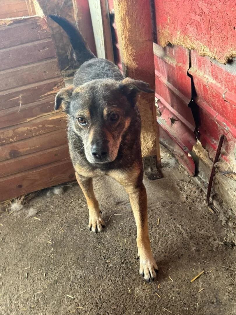 Bubbles,  7yo Mixed Breed for adoption at Hope for Future e.V.