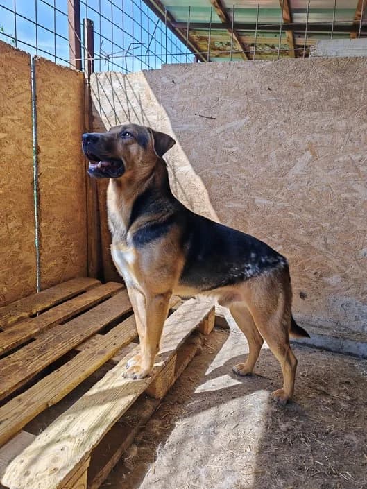 Bud,  4yo Mixed Breed for adoption at Hope for Future e.V.