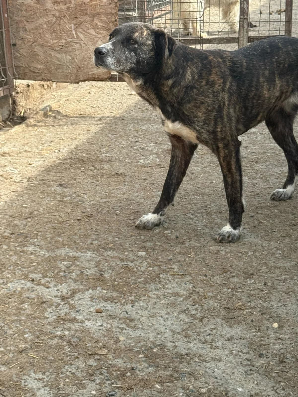 Candela, female 4yo Mixed Breed for adoption at Hope for Future e.V.