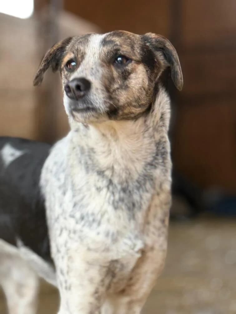 Carmelita, female 3yo Mixed Breed for adoption at Hope for Future e.V.