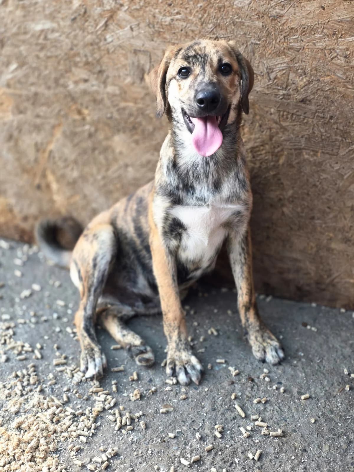 Carmelo, male puppy Mixed Breed for adoption at Hope for Future e.V.