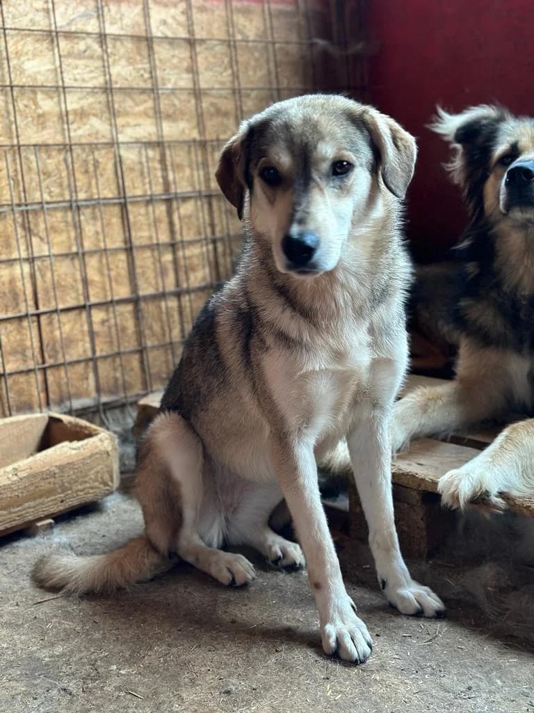 Caro, female 5yo Mixed Breed for adoption at Hope for Future e.V.