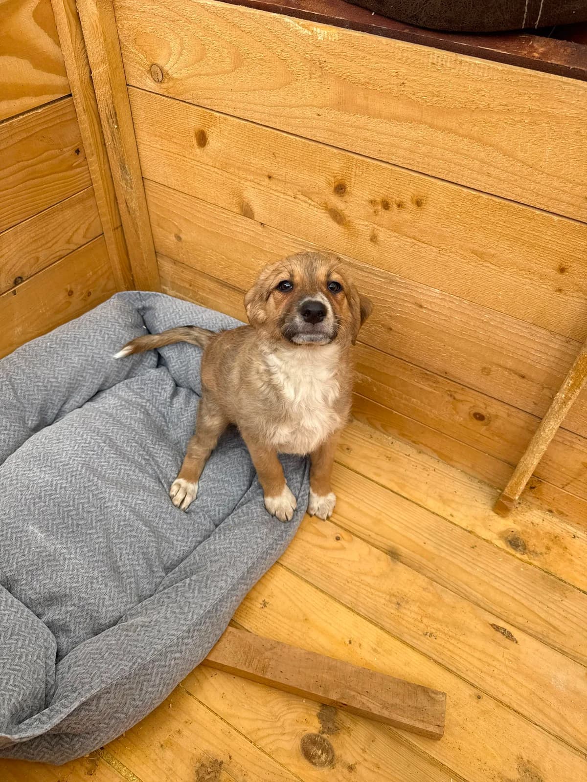 Cassia, female puppy Mixed Breed for adoption at Hope for Future e.V.