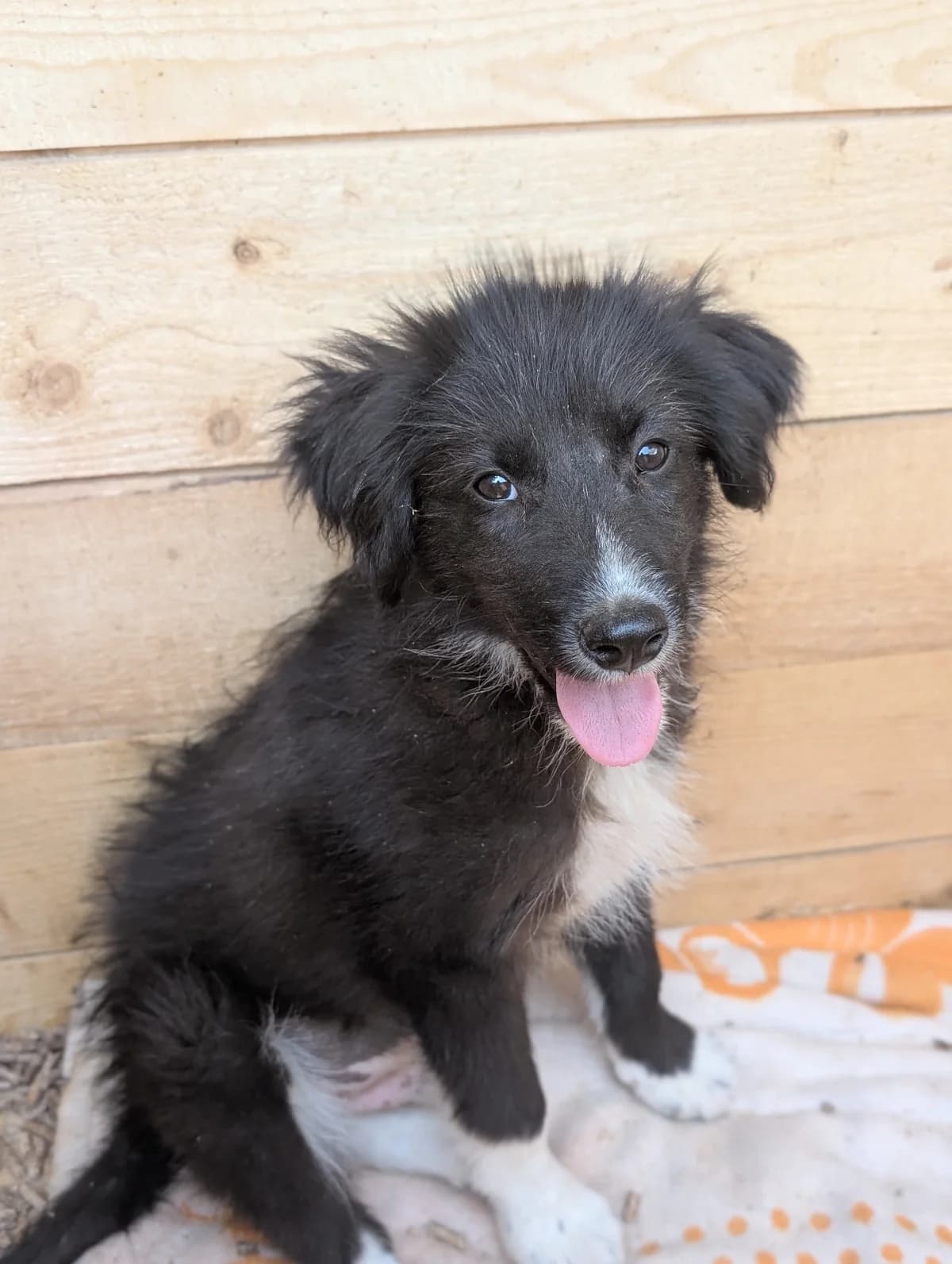 Chester,  Mixed Breed for adoption at Hope for Future e.V.