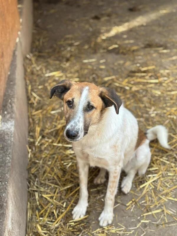 Chico,  young Mixed Breed for adoption at Hope for Future e.V.