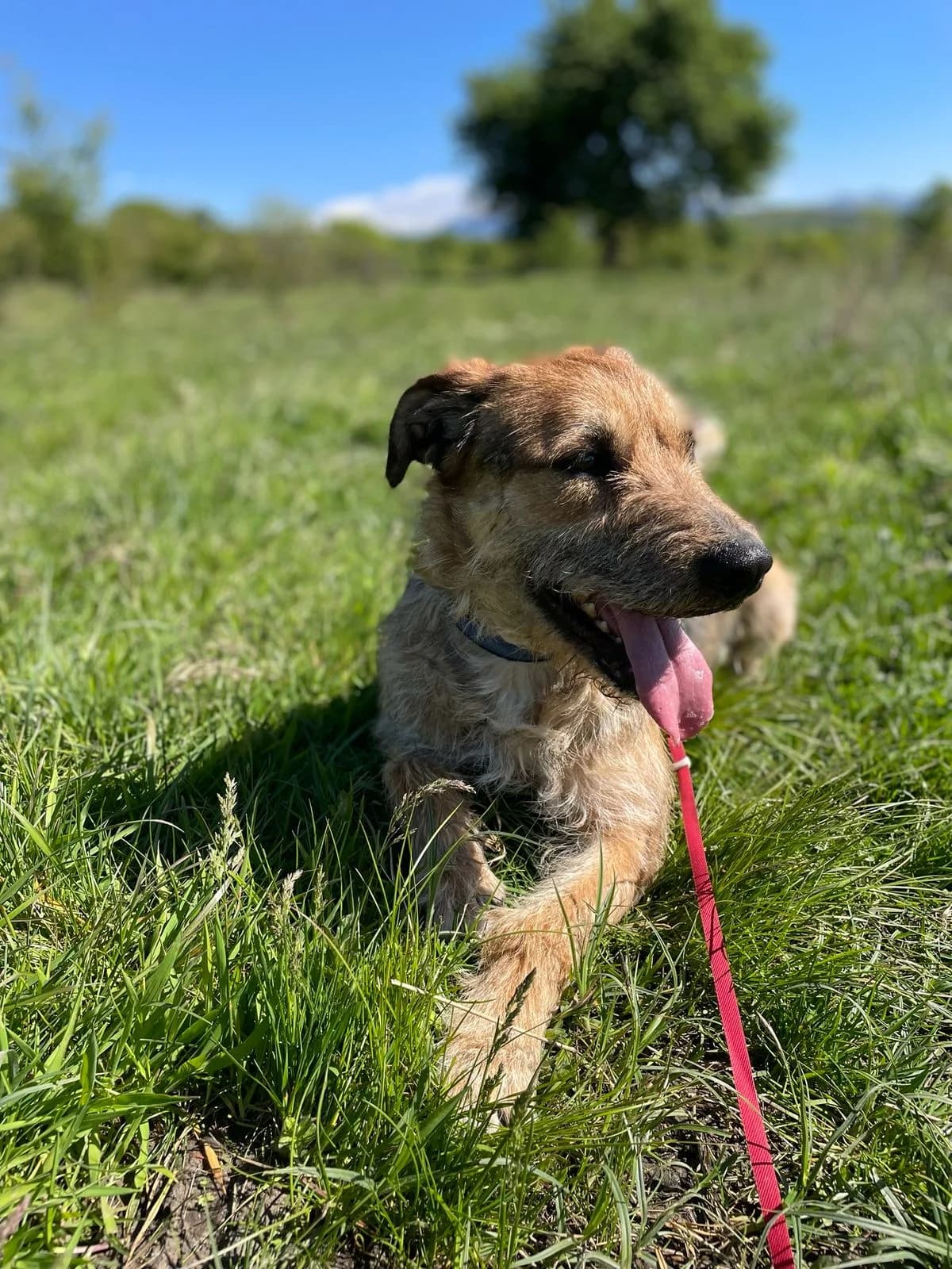 Chipper, male 3yo Mixed Breed for adoption at Hope for Future e.V.