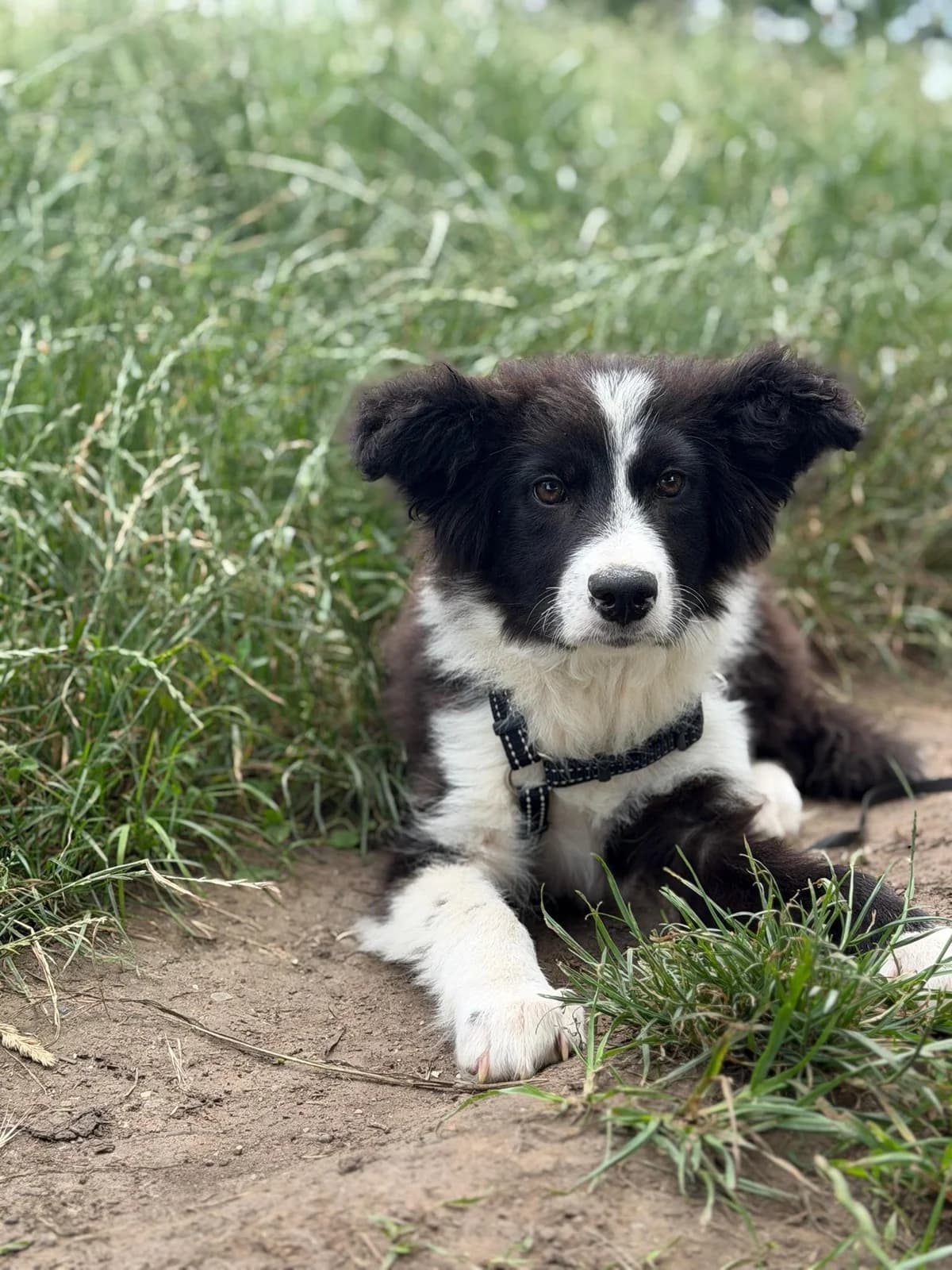 Chopper,  puppy Mixed Breed for adoption at Hope for Future e.V.