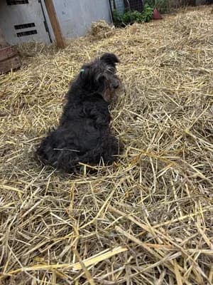 Christa, female 5yo Mixed Breed for adoption at Hope for Future e.V.