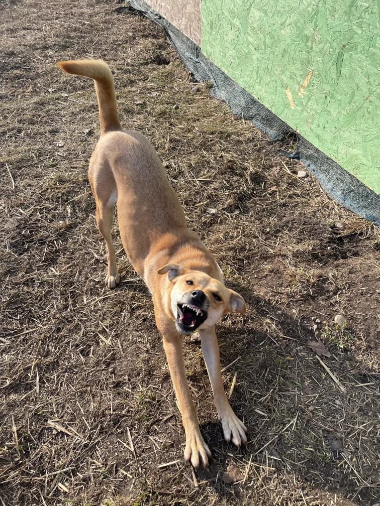 Cinderella,  3yo Mixed Breed for adoption at Hope for Future e.V.