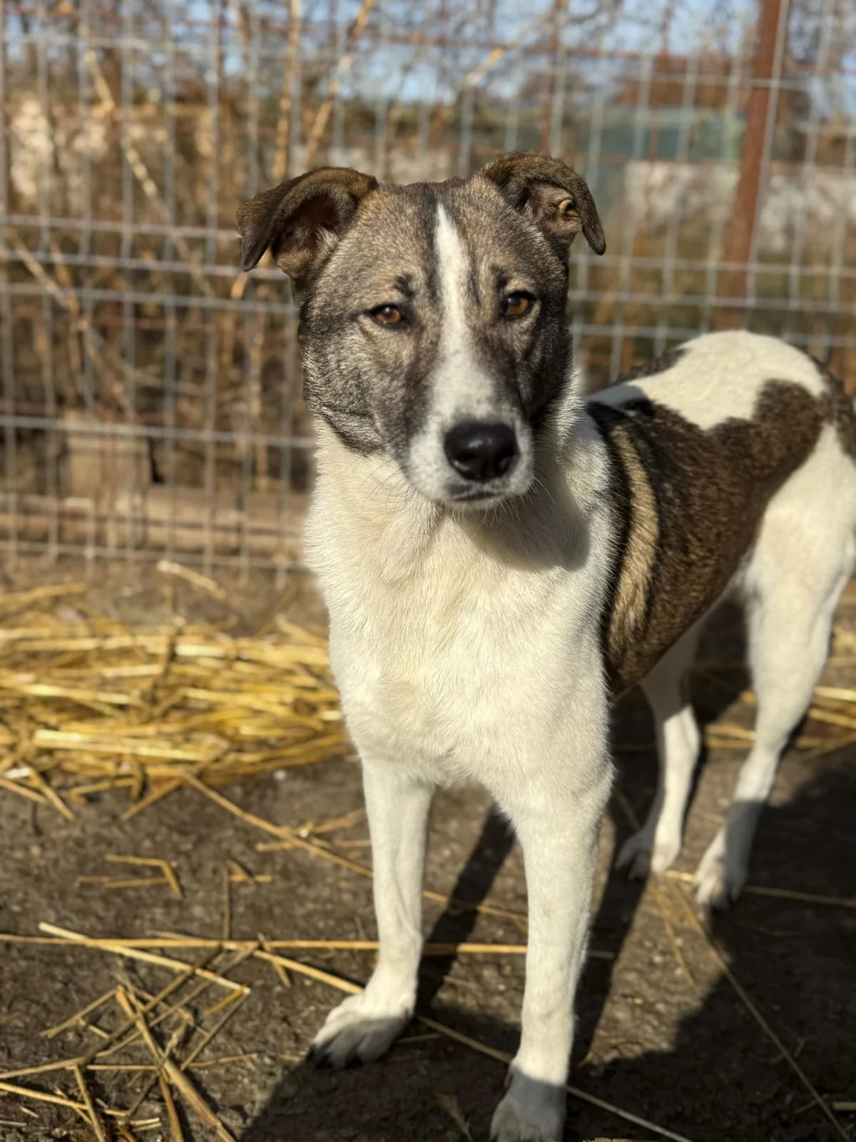 Claudette, female young Mixed Breed for adoption at Hope for Future e.V.
