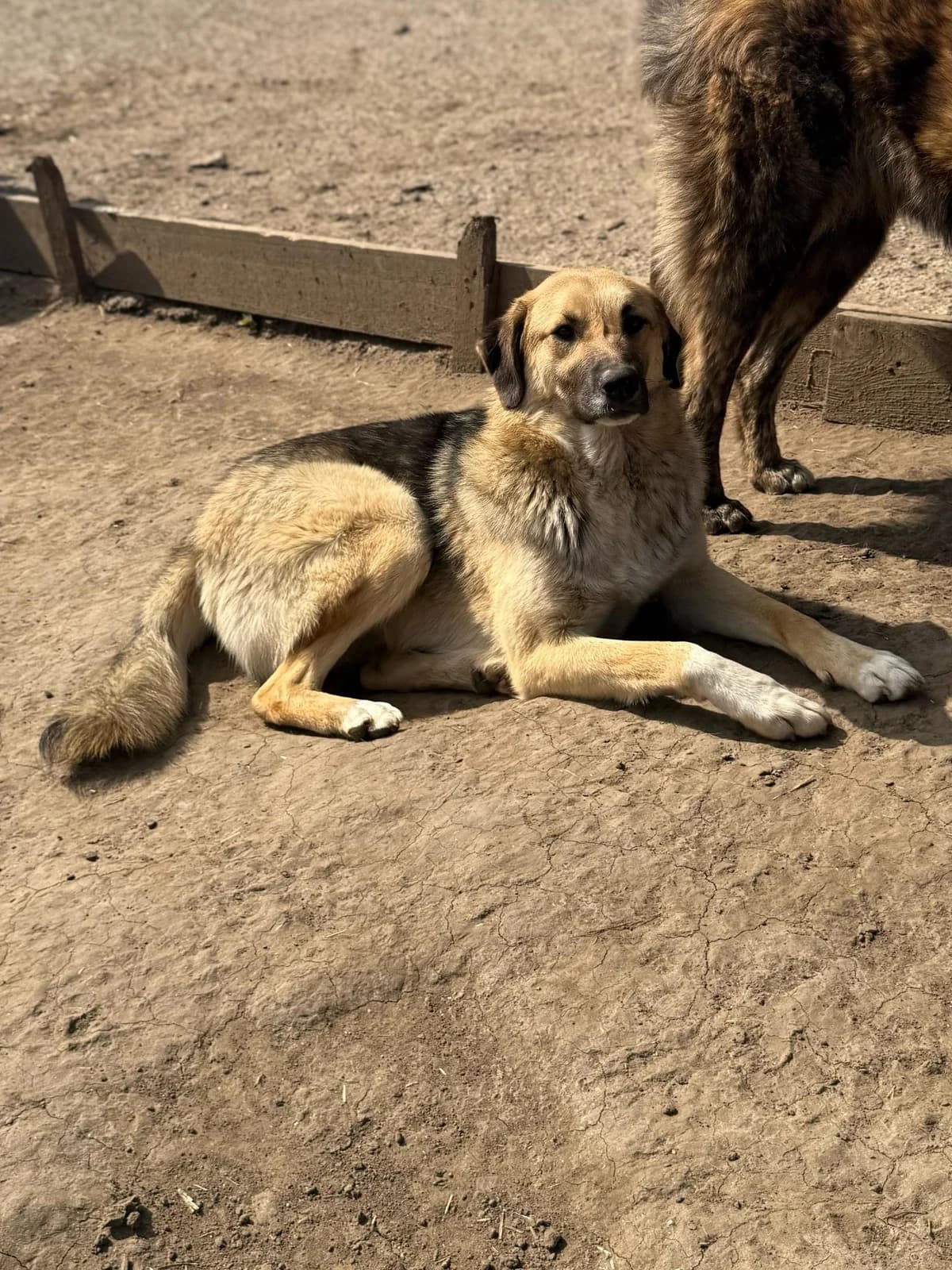 Coby, male 3yo Mixed Breed for adoption at Hope for Future e.V.