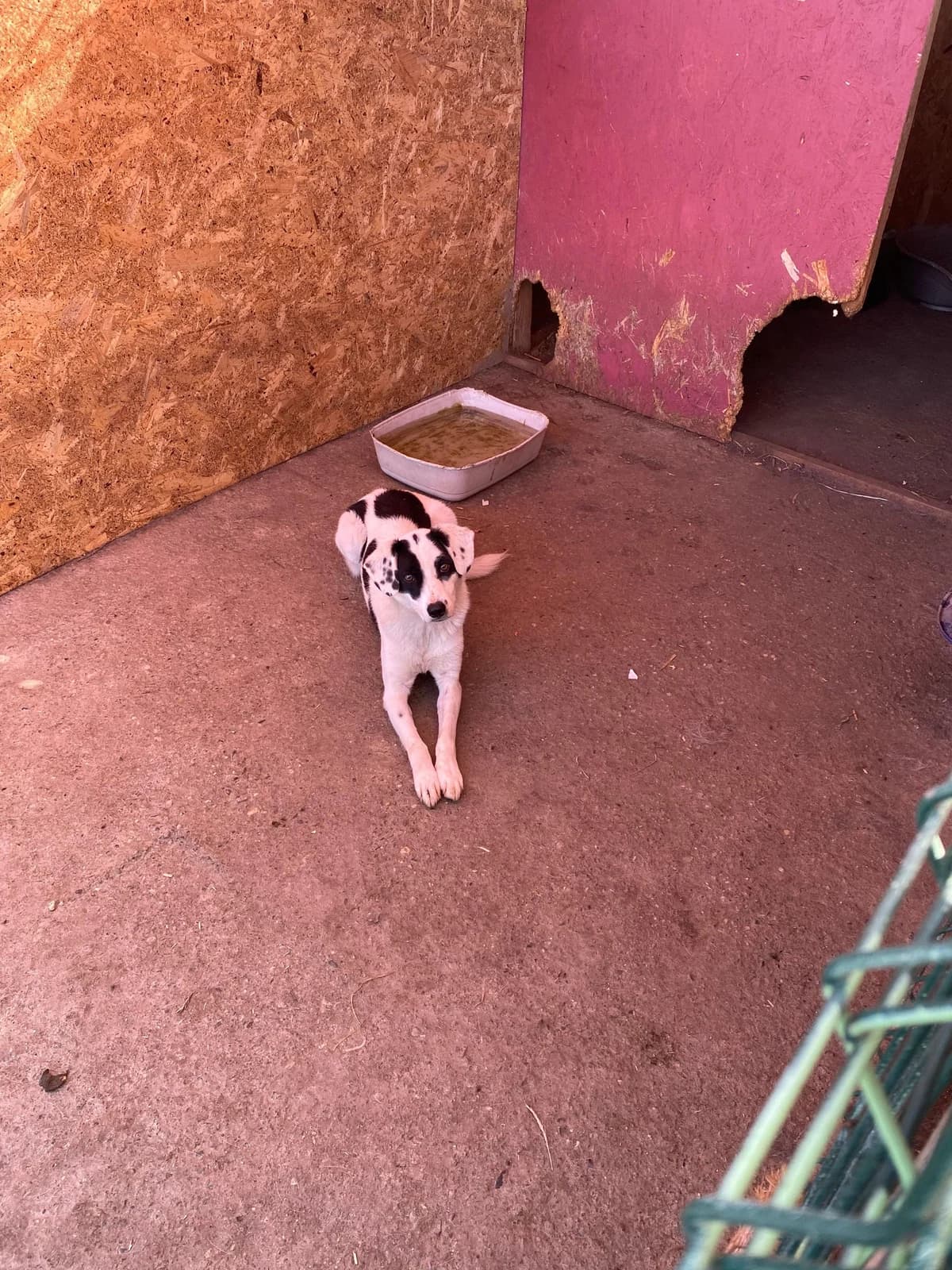 Coke, male 3yo Mixed Breed for adoption at Hope for Future e.V.