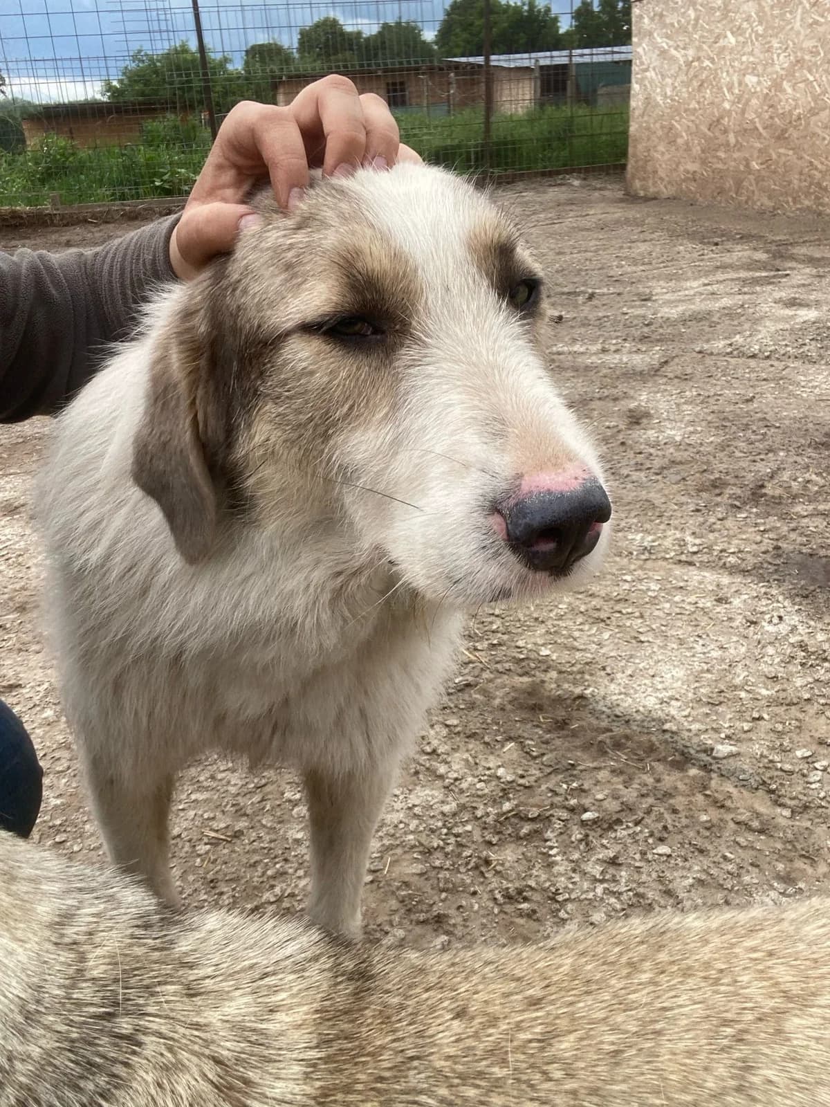Cosmin, male 4yo Mixed Breed for adoption at Hope for Future e.V.