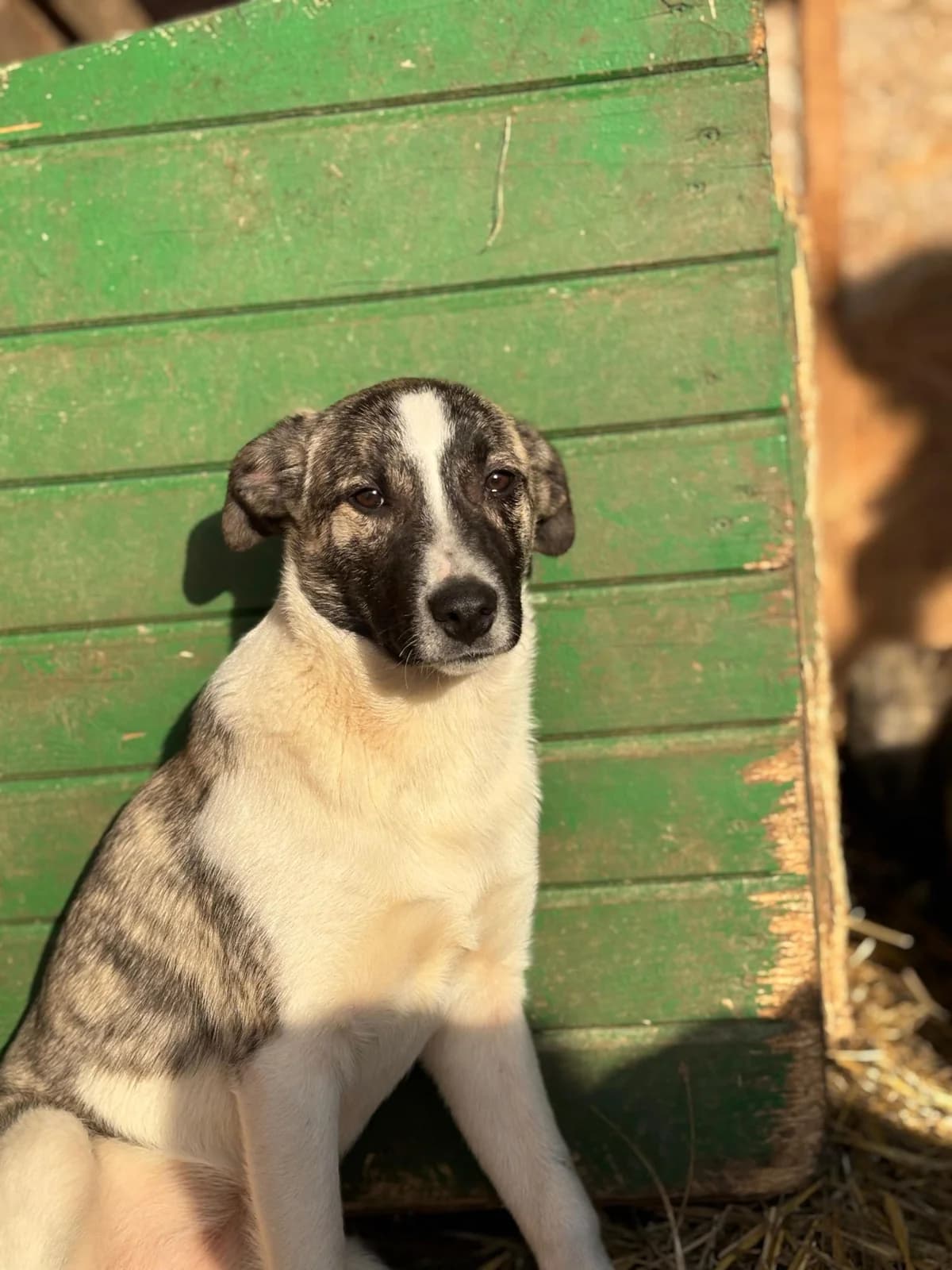 Delilah, female puppy Mixed Breed for adoption at Hope for Future e.V.