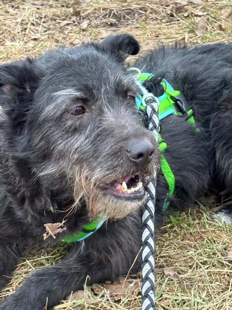 Denzel, male 5yo Mixed Breed for adoption at Hope for Future e.V.