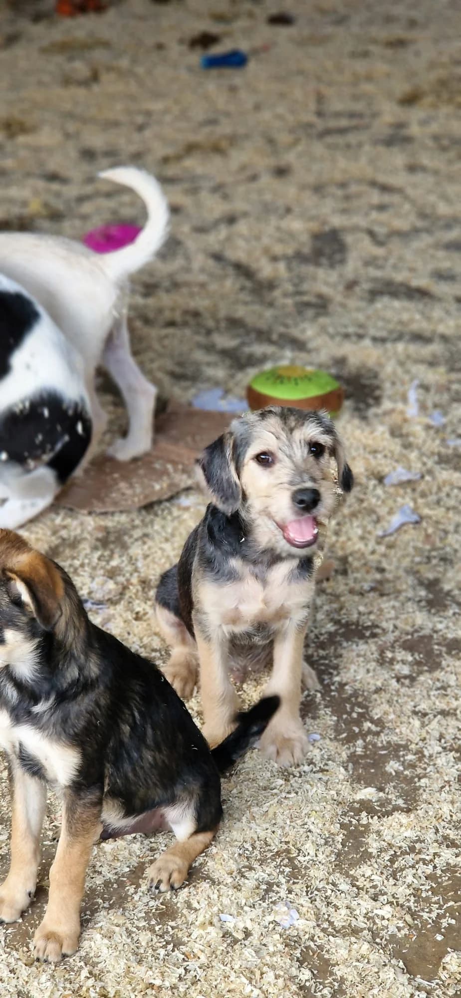 Dio, male puppy Mixed Breed for adoption at Hope for Future e.V.
