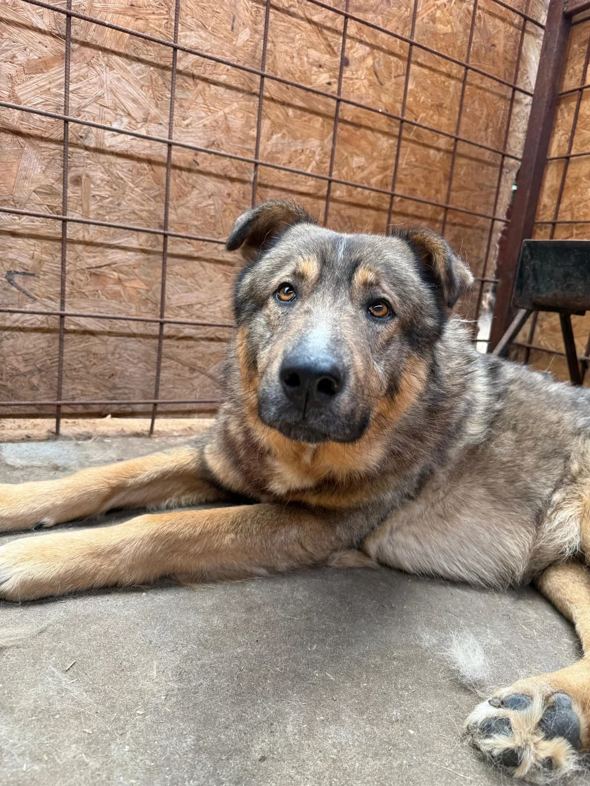 Drago, male 5yo Mixed Breed for adoption at Hope for Future e.V.
