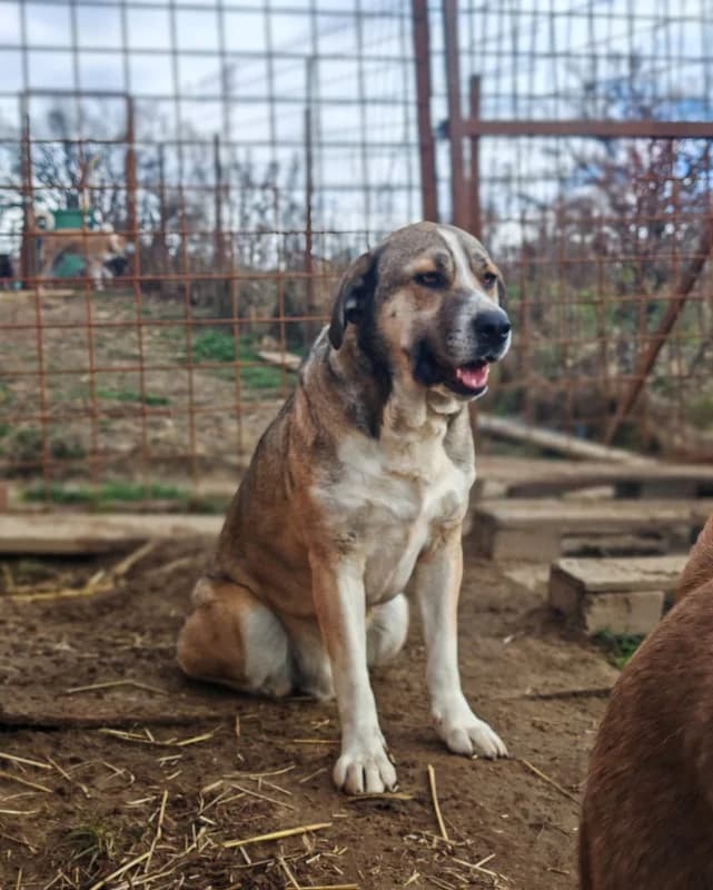Duke, male 5yo Mixed Breed for adoption at Hope for Future e.V.
