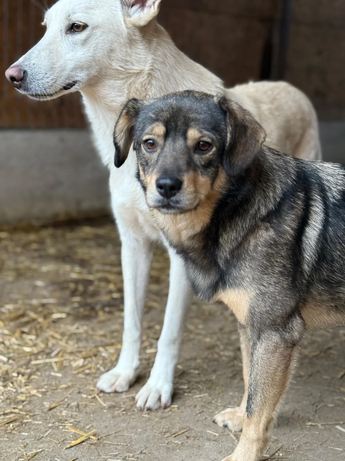 Dusty,  3yo Mixed Breed for adoption at Hope for Future e.V.
