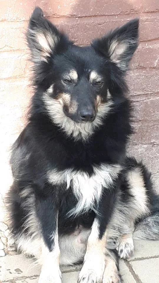 Elias, male 6yo Mixed Breed for adoption at Hope for Future e.V.