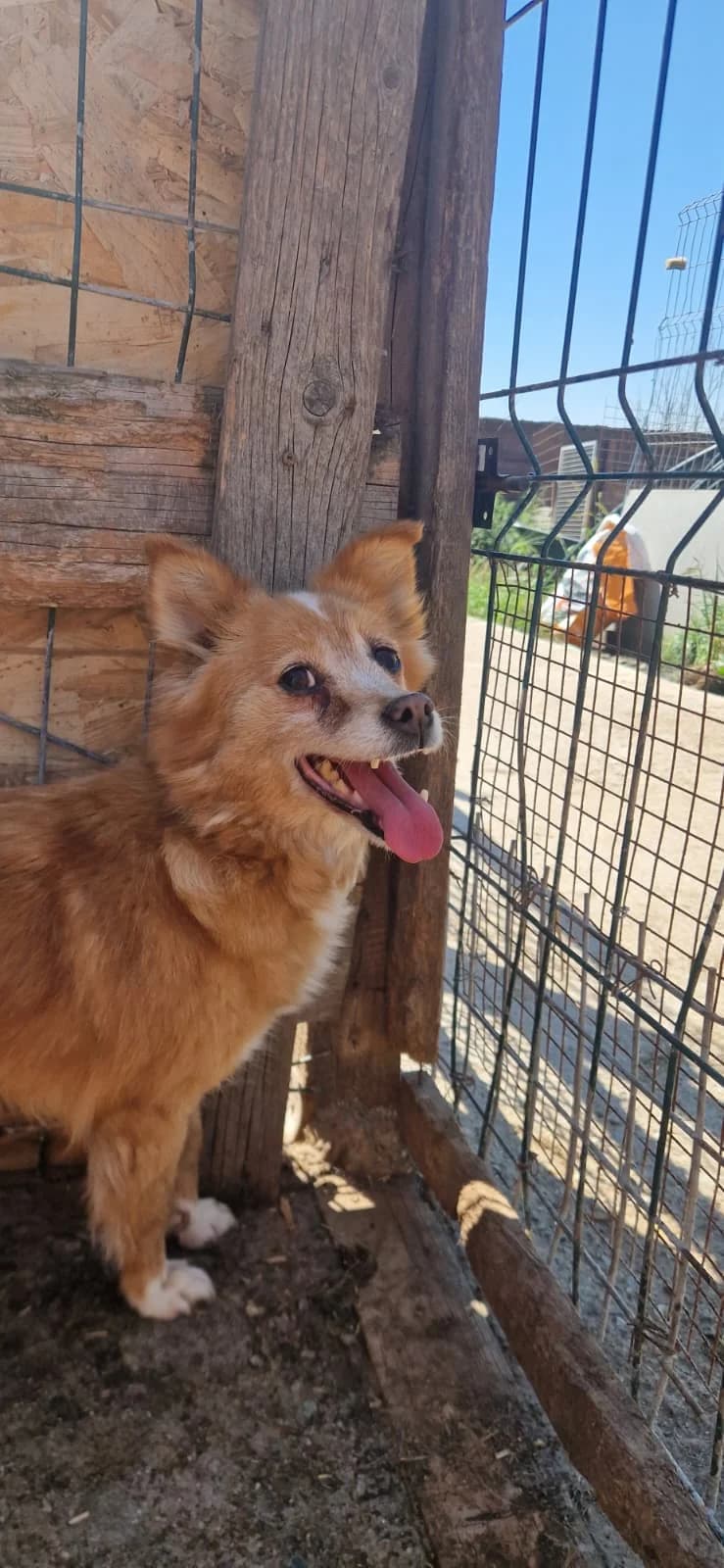 Ellen, female senior Mixed Breed for adoption at Hope for Future e.V.