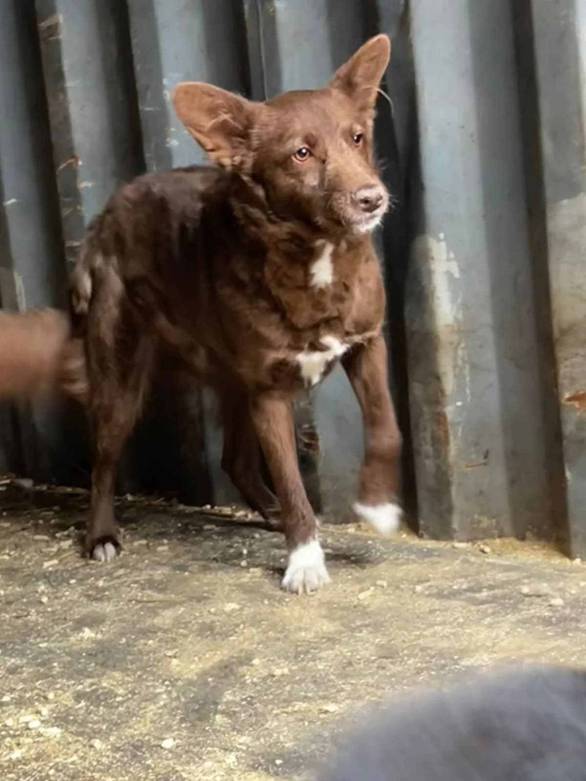 Enzo,  young Mixed Breed for adoption at Hope for Future e.V.