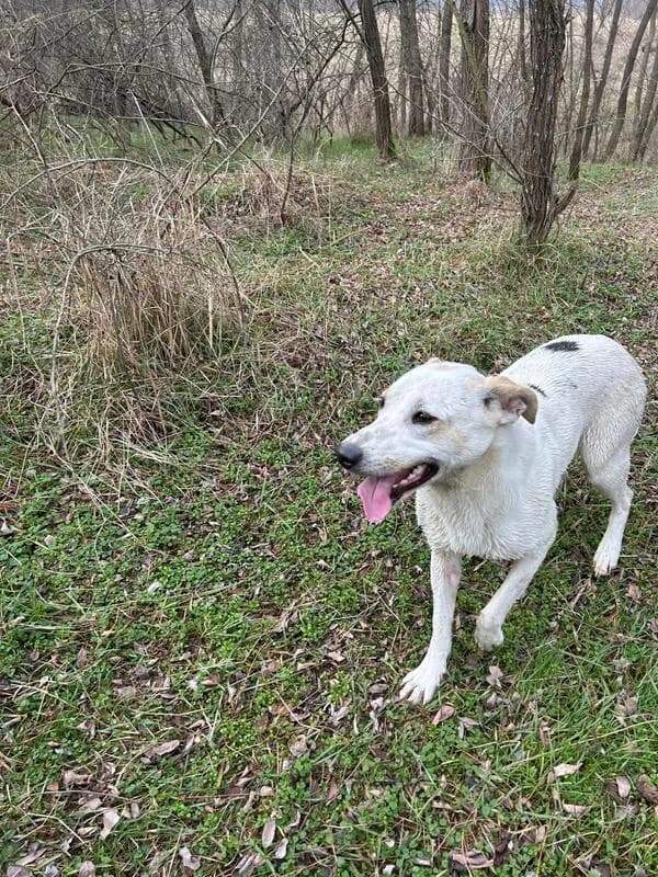 Erja*ca. 07/2024, ca. 50 cm, female young Mixed Breed for adoption at Hope for Future e.V.