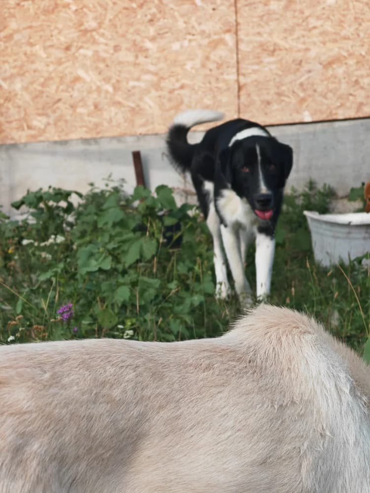 Ernesto, male 3yo Mixed Breed for adoption at Hope for Future e.V.