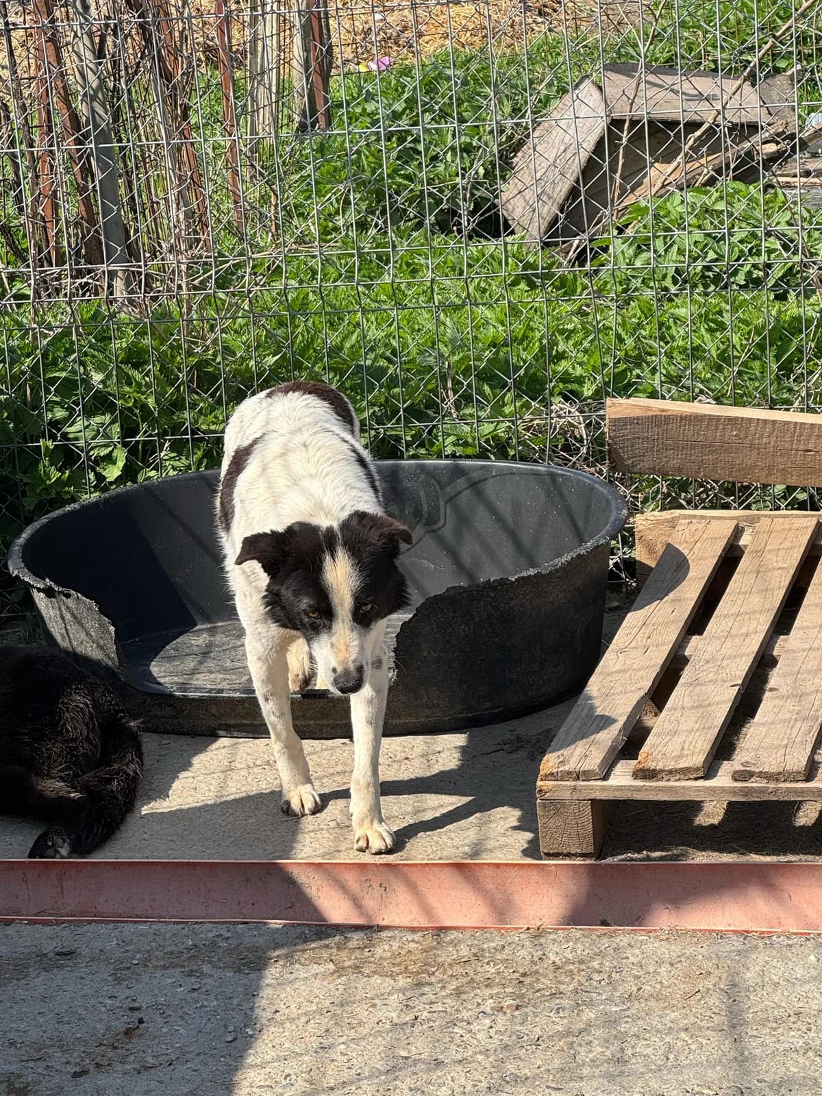 Esra,  4yo Mixed Breed for adoption at Hope for Future e.V.
