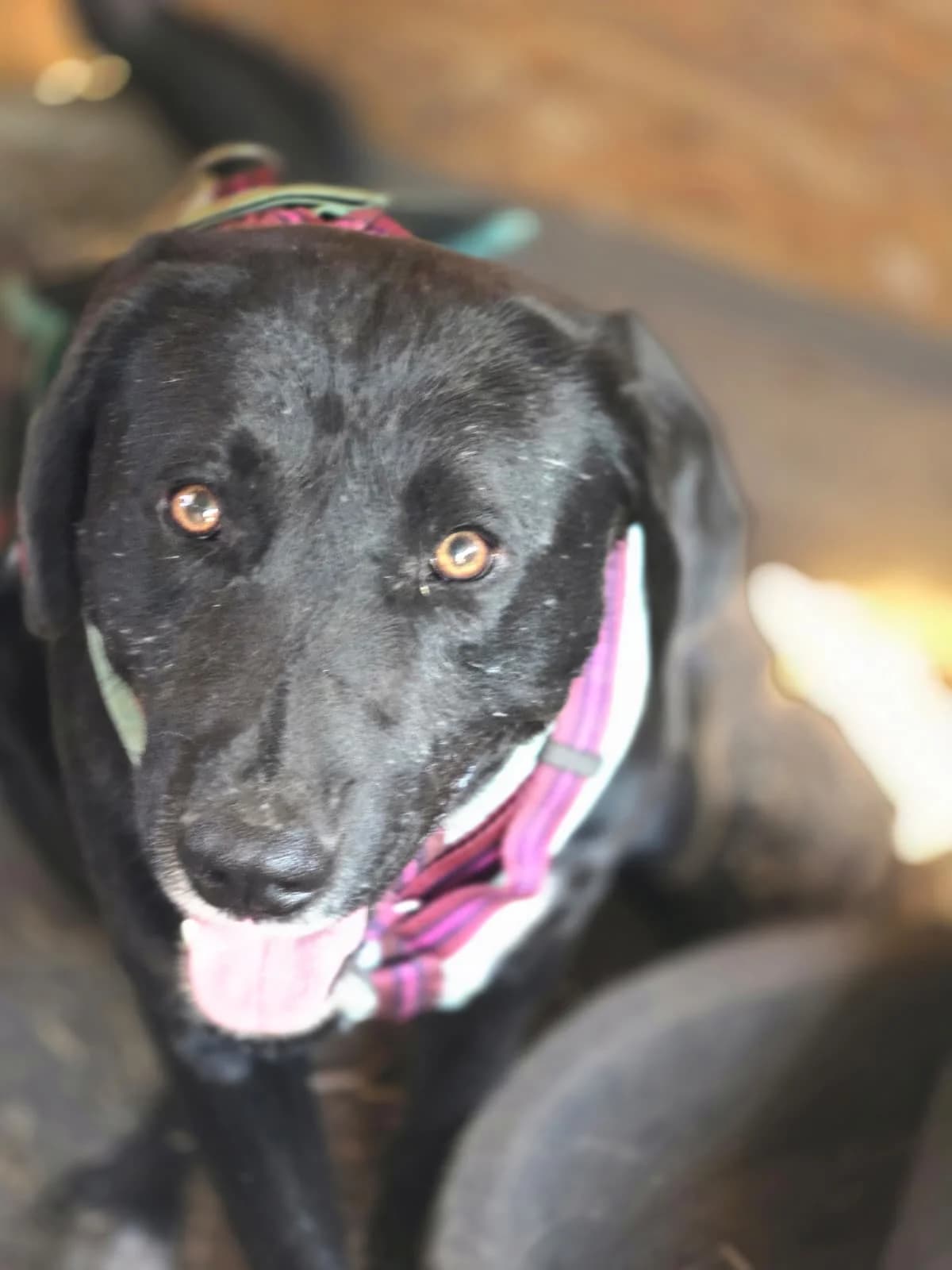 Faro, male 3yo Mixed Breed for adoption at Hope for Future e.V.