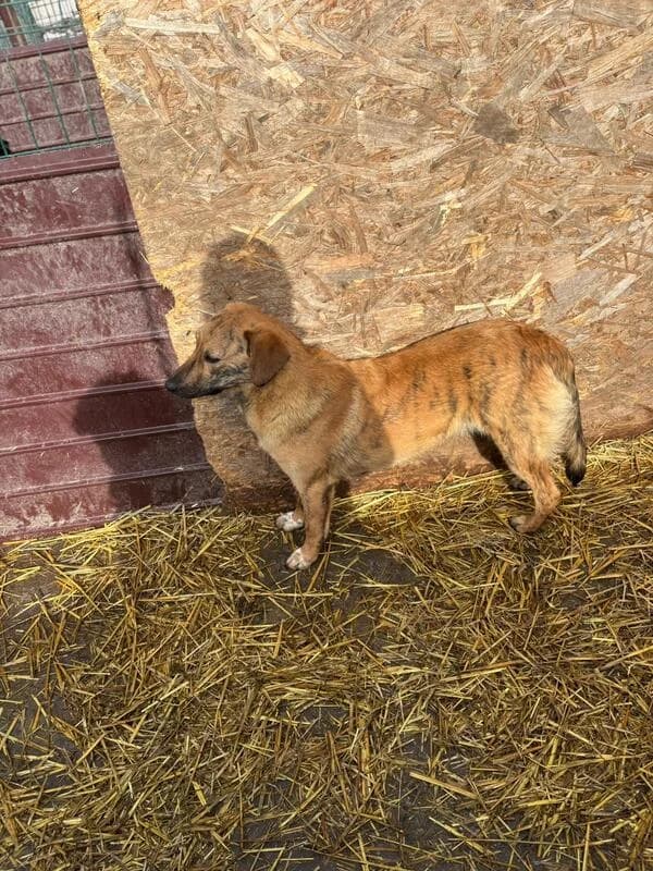 Federico, male young Mixed Breed for adoption at Hope for Future e.V.