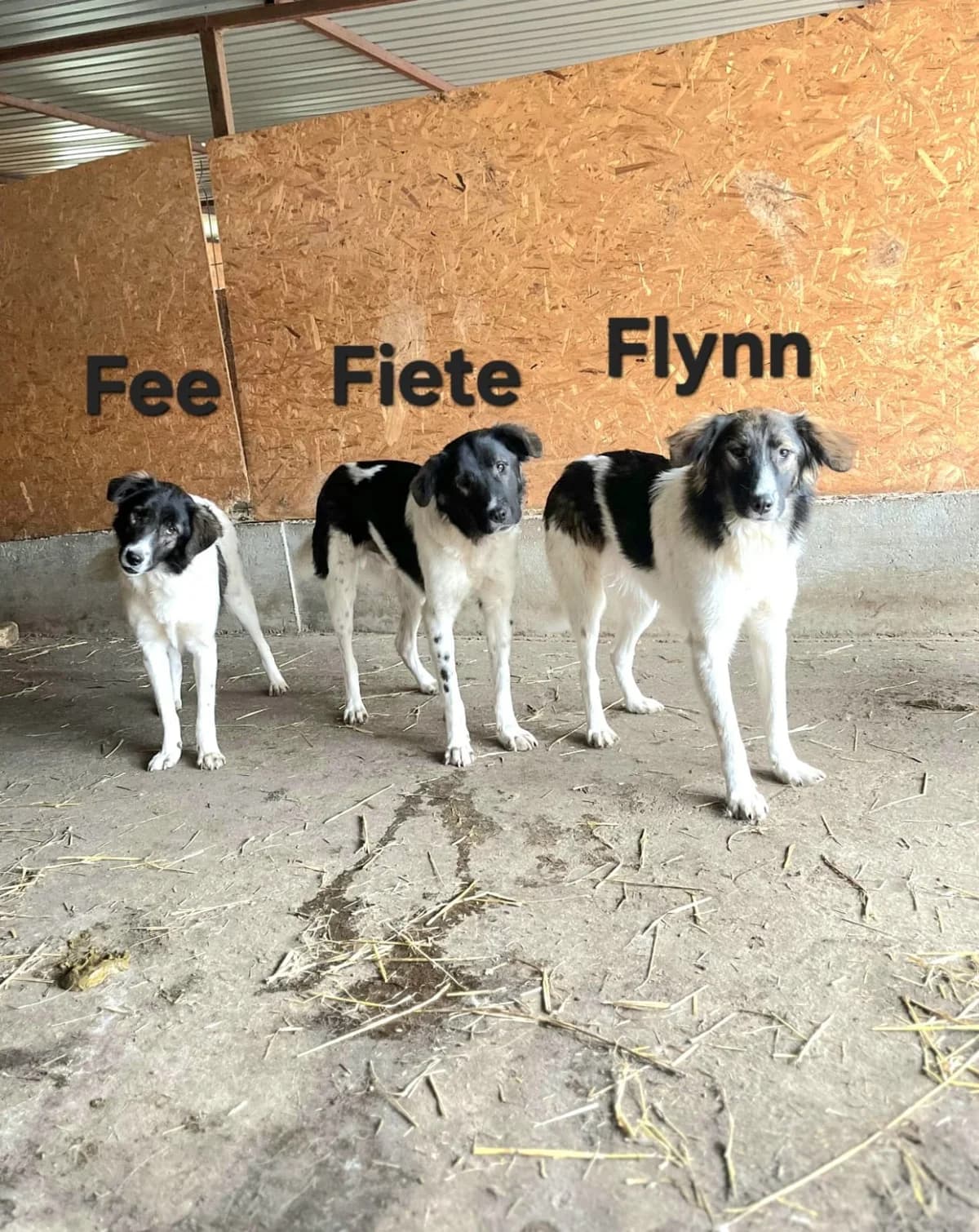 Fee,  young Mixed Breed for adoption at Hope for Future e.V.