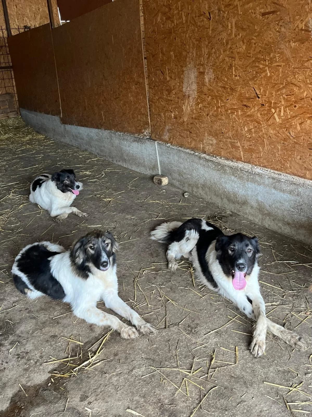 Fiete,  young Mixed Breed for adoption at Hope for Future e.V.