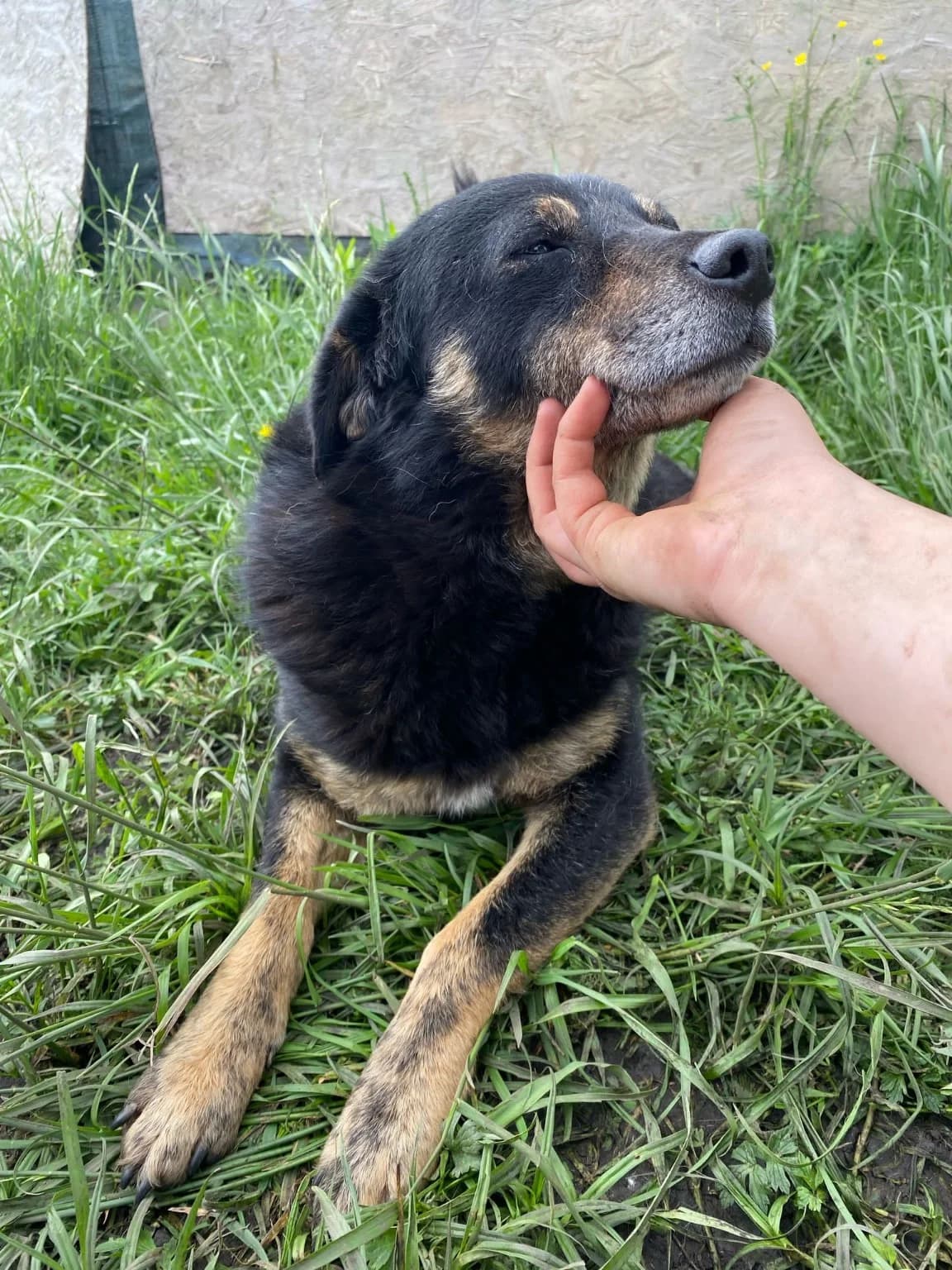 Findus, male 7yo Mixed Breed for adoption at Hope for Future e.V.