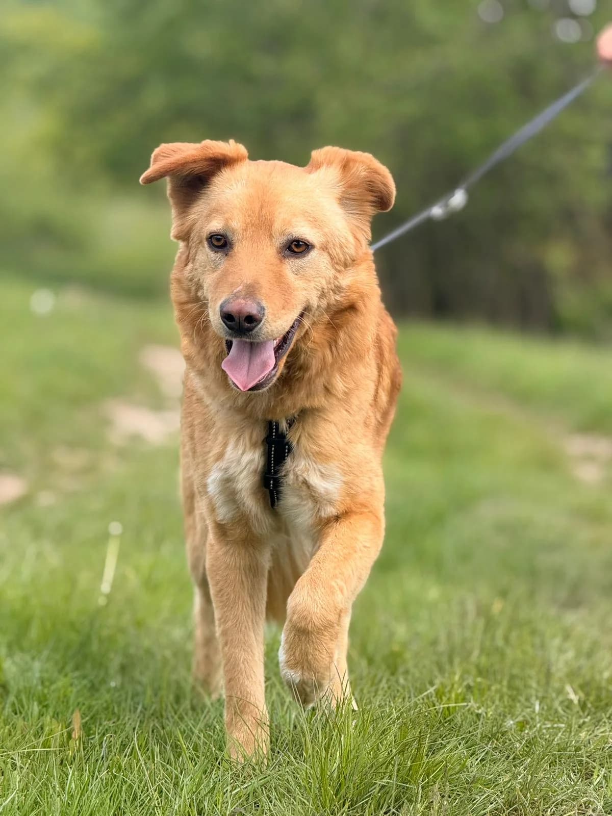 Frankie, male young Mixed Breed for adoption at Hope for Future e.V.