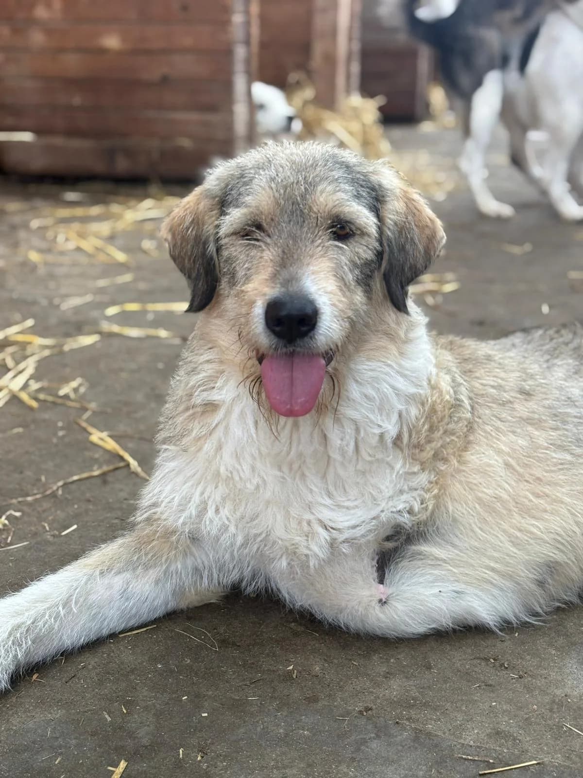 Freya, female young Mixed Breed for adoption at Hope for Future e.V.